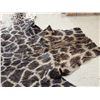Image 5 : Tanned Giraffe Skin Taxidermy