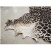 Image 6 : Tanned Giraffe Skin Taxidermy