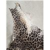 Image 7 : Tanned Giraffe Skin Taxidermy
