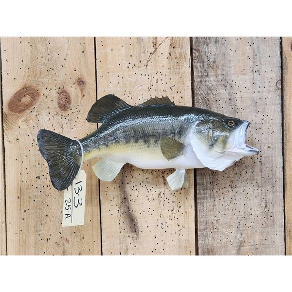 19" Largemouth Bass Real Skin Fish Taxidermy
