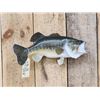 Image 1 : 19" Largemouth Bass Real Skin Fish Taxidermy
