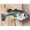 Image 2 : 19" Largemouth Bass Real Skin Fish Taxidermy