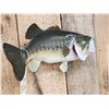 Image 3 : 19" Largemouth Bass Real Skin Fish Taxidermy