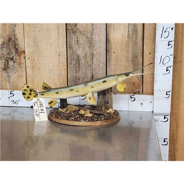 Thin Nose Gar Real Skin Fish Taxidermy