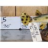 Image 2 : Thin Nose Gar Real Skin Fish Taxidermy