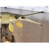 Image 5 : Thin Nose Gar Real Skin Fish Taxidermy