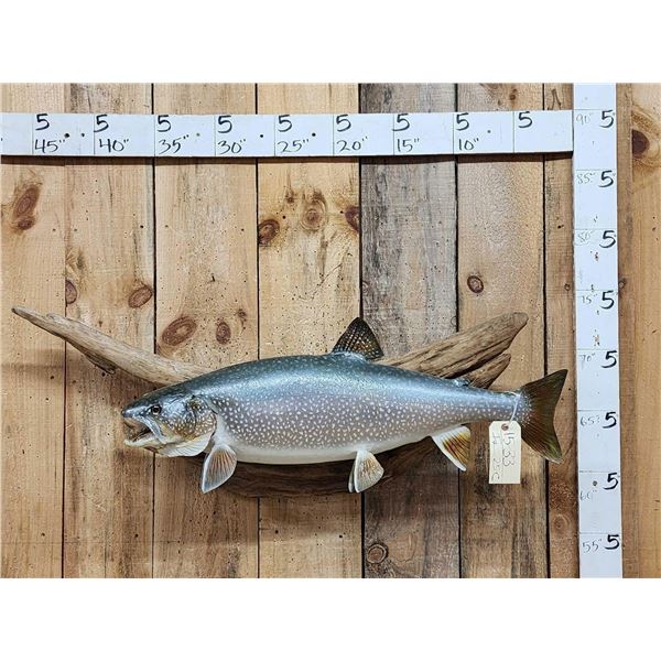 33" Lake Trout Real Skin Fish Taxidermy