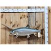 Image 1 : 33" Lake Trout Real Skin Fish Taxidermy