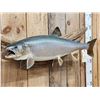 Image 2 : 33" Lake Trout Real Skin Fish Taxidermy