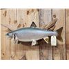 Image 3 : 33" Lake Trout Real Skin Fish Taxidermy