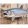 Image 4 : 33" Lake Trout Real Skin Fish Taxidermy
