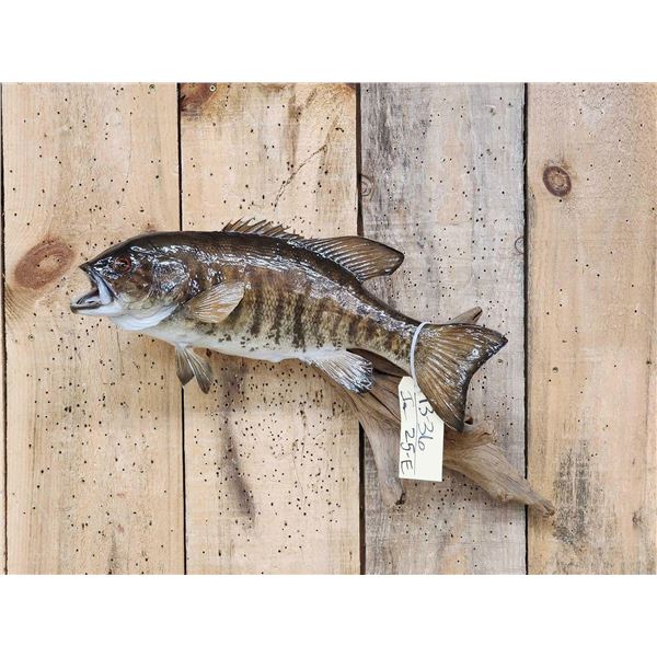 20" Smallmouth Bass Real Skin Fish Taxidermy