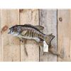 Image 1 : 20" Smallmouth Bass Real Skin Fish Taxidermy
