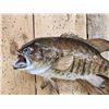 Image 2 : 20" Smallmouth Bass Real Skin Fish Taxidermy