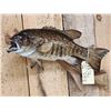 Image 3 : 20" Smallmouth Bass Real Skin Fish Taxidermy