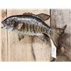 Image 4 : 20" Smallmouth Bass Real Skin Fish Taxidermy