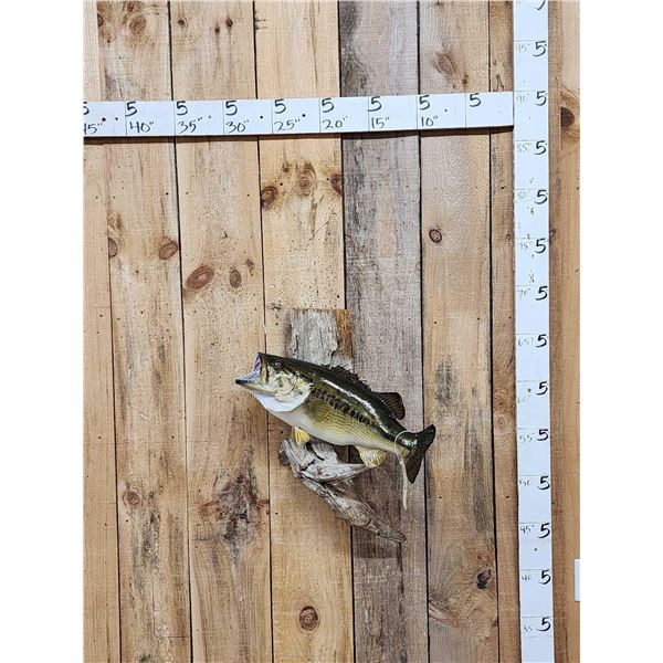 Gorgeous 22" Largemouth Bass Real Skin Fish Taxidermy