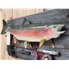 Image 3 : 26" Rainbow Trout Real Skin Fish Taxidermy