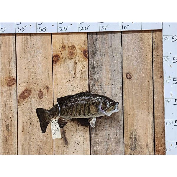 20" Largemouth Bass Real Skin Fish Taxidermy