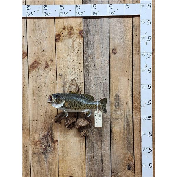 18" Smallmouth Bass Real Skin Fish Taxidermy