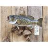Image 2 : 18" Smallmouth Bass Real Skin Fish Taxidermy