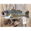 Image 3 : 18" Smallmouth Bass Real Skin Fish Taxidermy