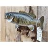 Image 4 : 18" Smallmouth Bass Real Skin Fish Taxidermy