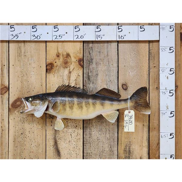 30" Walleye Real Skin Fish Taxidermy