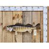 Image 1 : 30" Walleye Real Skin Fish Taxidermy