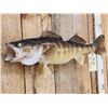 Image 2 : 30" Walleye Real Skin Fish Taxidermy