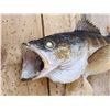 Image 3 : 30" Walleye Real Skin Fish Taxidermy