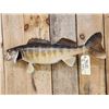 Image 4 : 30" Walleye Real Skin Fish Taxidermy