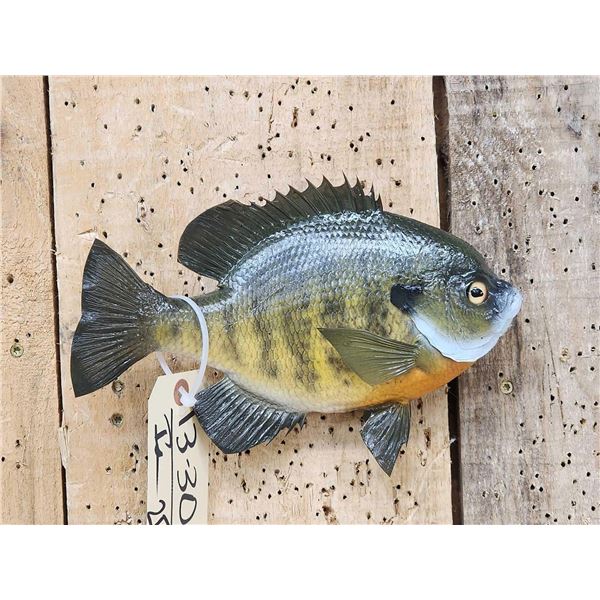9 1/2" Bluegill Real Skin Fish Taxidermy