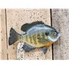 Image 1 : 9 1/2" Bluegill Real Skin Fish Taxidermy