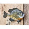 Image 2 : 9 1/2" Bluegill Real Skin Fish Taxidermy