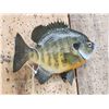 Image 3 : 9 1/2" Bluegill Real Skin Fish Taxidermy