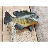 Image 4 : 9 1/2" Bluegill Real Skin Fish Taxidermy