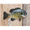 Image 5 : 9 1/2" Bluegill Real Skin Fish Taxidermy