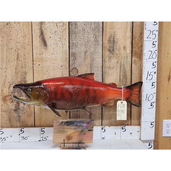 Coho Salmon Real Skin Fish Taxidermy
