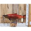 Image 1 : Coho Salmon Real Skin Fish Taxidermy