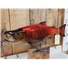 Image 2 : Coho Salmon Real Skin Fish Taxidermy