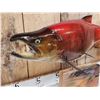 Image 4 : Coho Salmon Real Skin Fish Taxidermy