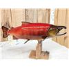 Image 6 : Coho Salmon Real Skin Fish Taxidermy