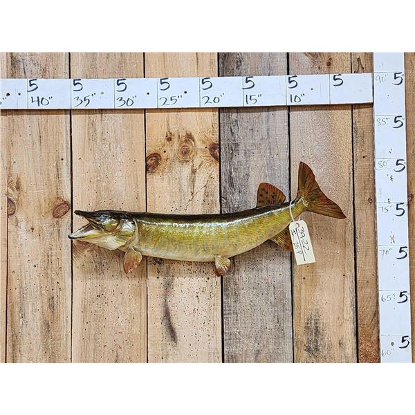 30" Muskie Real Skin Fish Taxidermy