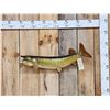 Image 1 : 30" Muskie Real Skin Fish Taxidermy