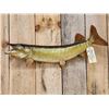 Image 2 : 30" Muskie Real Skin Fish Taxidermy