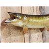 Image 3 : 30" Muskie Real Skin Fish Taxidermy