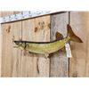Image 4 : 30" Muskie Real Skin Fish Taxidermy