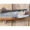 Image 3 : 18" Brook Trout Reproduction Fish Taxidermy