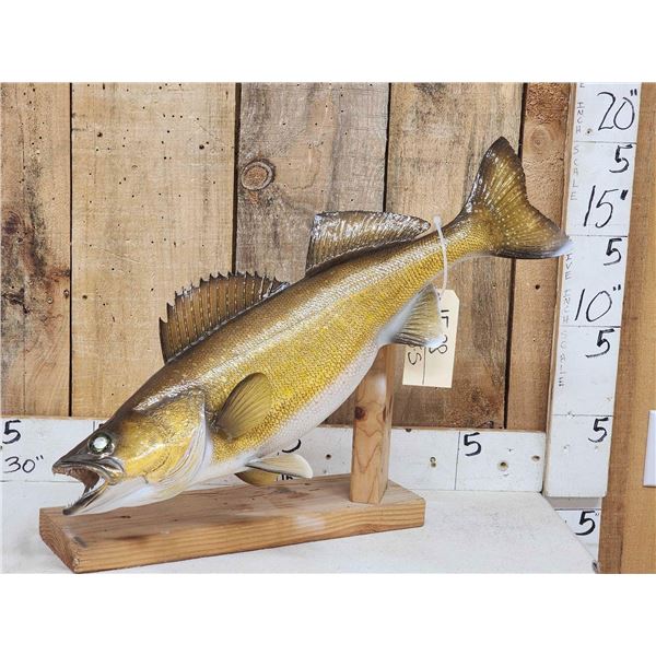 28" Walleye Real Skin Fish Taxidermy